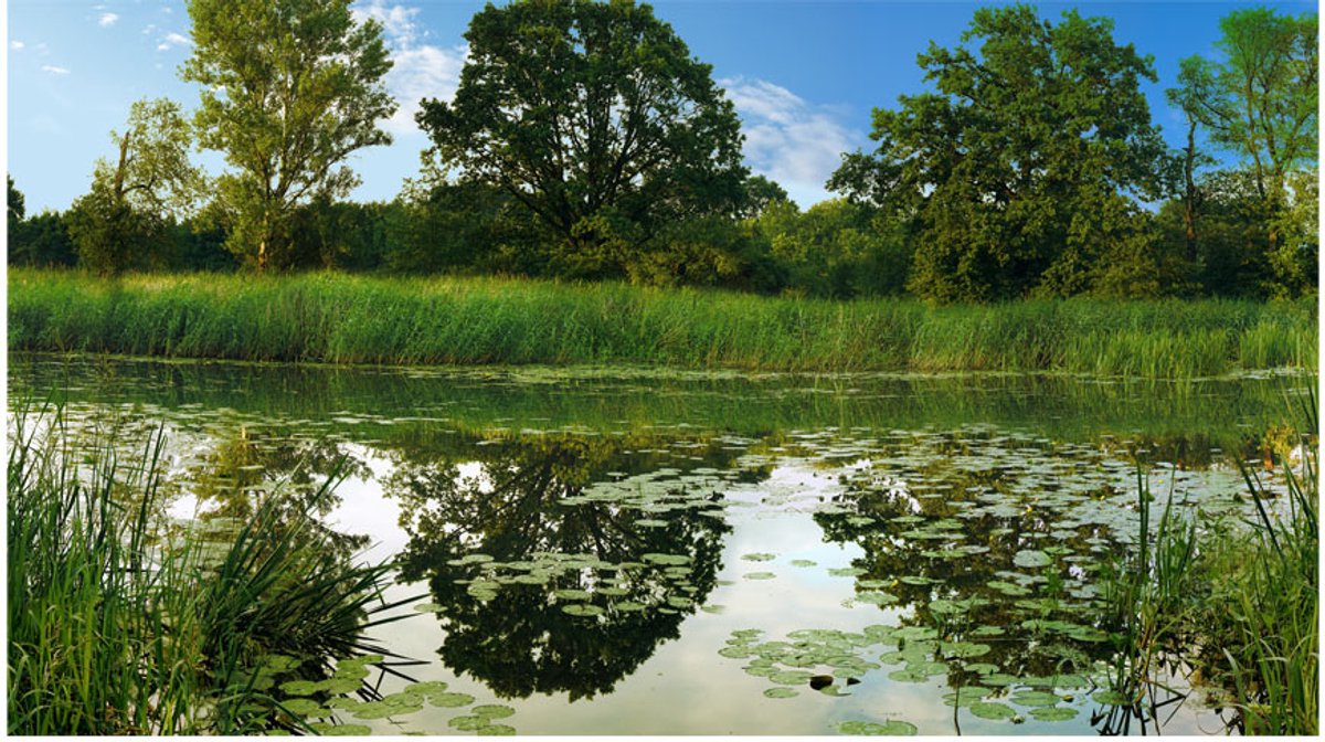 Fotobehang XXL - The Magic Pond II.