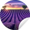 Lavendel - Zonsondergang