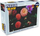 Puzzel Dahlia's met verschillende kleuren - Legpuzzel - Puzzel 1000 stukjes volwassenen