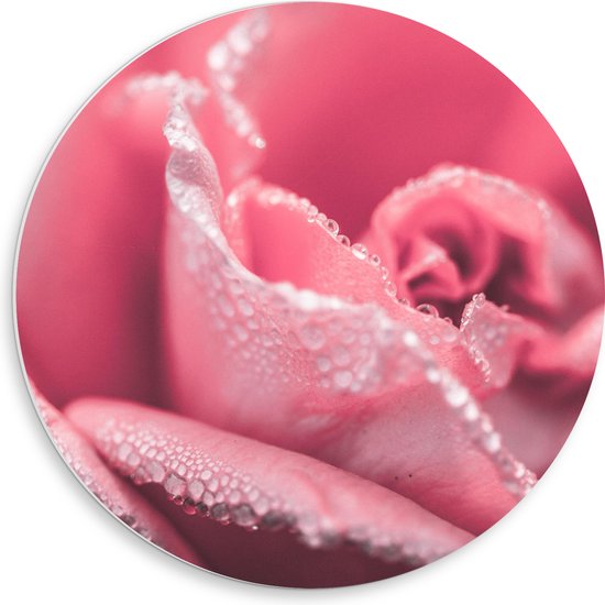 WallClassics - PVC Schuimplaat Muurcirkel - Close-up van Roze Roos met Waterdruppels - 50x50 cm Foto op Muurcirkel (met ophangsysteem)