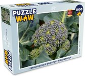 Puzzel Een groeiende broccoli in de natuur - Legpuzzel - Puzzel 1000 stukjes volwassenen