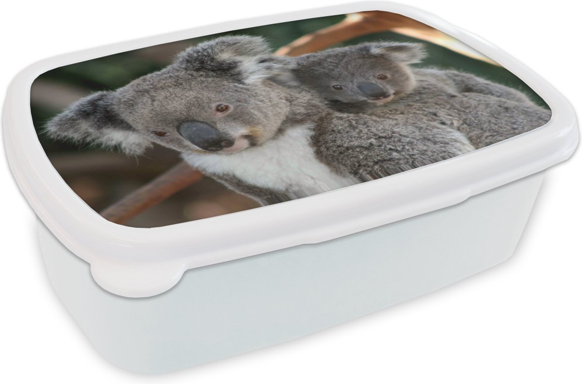Broodtrommel Wit - Lunchbox - Brooddoos - Koala's - Vader - Kind - Kinderen - Jongens - Meisjes - 18x12x6 cm - Volwassenen