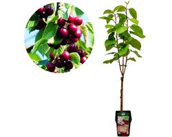 Prunus avium 'Kordia' kersenboom - Hoogte +100cm - 5 liter pot