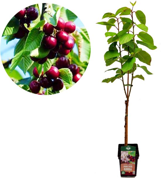 Prunus avium 'Kordia' kersenboom - Hoogte +100cm - 5 liter pot