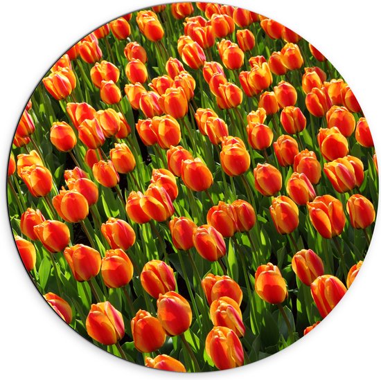 WallClassics - Dibond Muurcirkel - Close-Up Oranje Tulpen - 70x70 cm Foto op Aluminium Muurcirkel (met ophangsysteem)