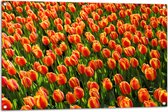 WallClassics - Tuinposter – Close-Up Oranje Tulpen - 105x70 cm Foto op Tuinposter  (wanddecoratie voor buiten en binnen)