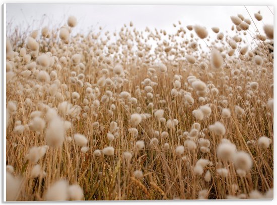 WallClassics - PVC Schuimplaat- Close-Up Graanveld - 40x30 cm Foto op PVC Schuimplaat