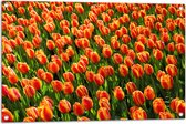 WallClassics - Tuinposter – Close-Up Oranje Tulpen - 90x60 cm Foto op Tuinposter  (wanddecoratie voor buiten en binnen)