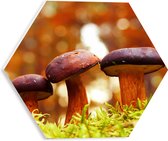 WallClassics - Plaque de Mousse PVC Hexagone - Trois Champignons Rouges - 30x26,1 cm Photo sur Hexagone (Avec Système d'accrochage)