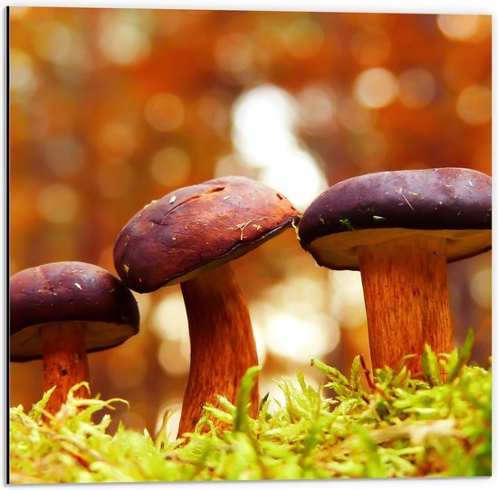 WallClassics - Dibond - Drie  Rode Paddenstoelen - 50x50 cm Foto op Aluminium (Met Ophangsysteem)