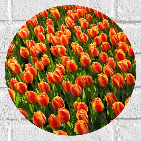 WallClassics - Muursticker Cirkel - Close-Up Oranje Tulpen - 30x30 cm Foto op Muursticker