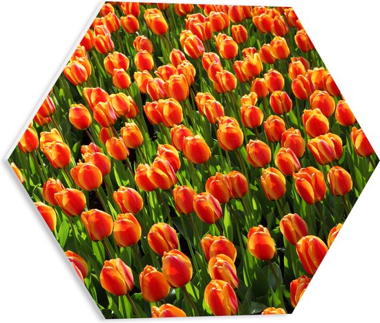 WallClassics - PVC Schuimplaat Hexagon  - Close-Up Oranje Tulpen - 40x34.8 cm Foto op Hexagon (Met Ophangsysteem)