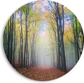 WallClassics - Cercle mural en panneau de mousse PVC - Brume au bout de la forêt - Photo 40x40 cm sur cercle mural (avec système d'accrochage)