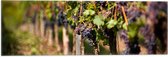 WallClassics - Vlag - Druiventrossen - 60x20 cm Foto op Polyester Vlag