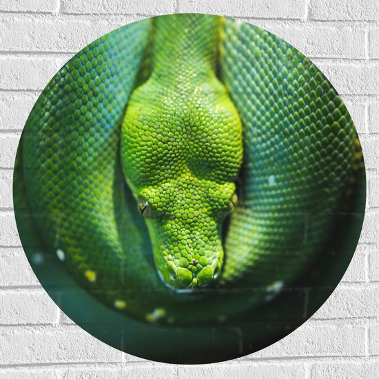 WallClassics - Sticker Muursticker Cercle - Serpent Python Arbre Vert - 70x70 cm Photo sur Sticker Muursticker