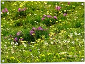 WallClassics - Poster de jardin - Fleurs colorées entre l'herbe verte - 80x60 cm Photo sur Poster de jardin (décoration murale pour l'extérieur et l'intérieur)
