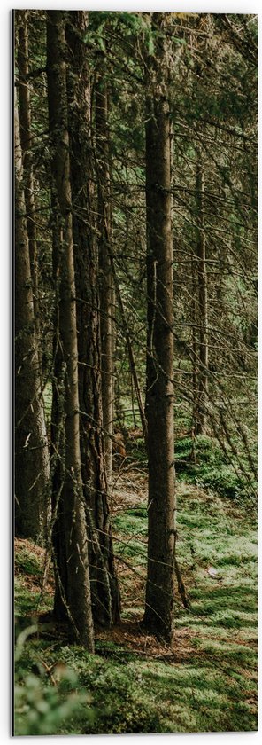 WallClassics - Dibond - Groene Bladeren op de Grond van Bomen - 30x90 cm Foto op Aluminium (Wanddecoratie van metaal)