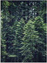 WallClassics - Poster Glossy – Arbres Fins - 30x40 cm Photo sur Papier Poster avec Finition Brillante