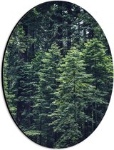 WallClassics - Dibond Ovaal - Dunne Bomen - 21x28 cm Foto op Ovaal (Met Ophangsysteem)