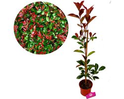Photinia Fraseri ‘Red Robin’ heester, 2 liter pot