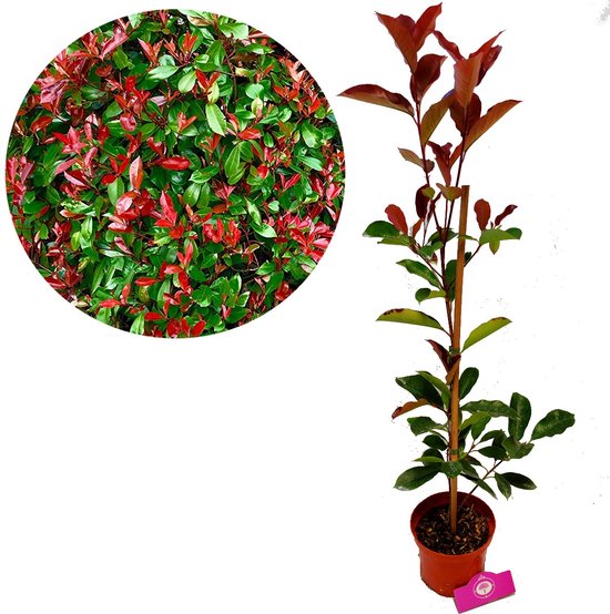 Arbuste Photinia Fraseri 'Red Robin', pot de 2 litres | bol.com