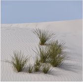 WallClassics - Poster Glanzend – Grassen in het Zand in Duinen - 50x50 cm Foto op Posterpapier met Glanzende Afwerking