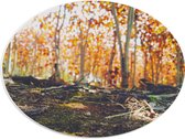 WallClassics - Plaque Mousse PVC Ovale - Branches Tombées - 40x30 cm Photo sur Ovale (Avec Système d'accrochage)
