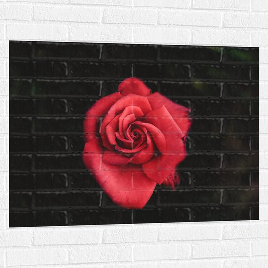 WallClassics - Muursticker - Fel Rode Roos met Donkere Achtergrond - 100x75 cm Foto op Muursticker