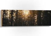 WallClassics - Hout - Schemer in het Bos - 90x30 cm - 12 mm dik - Foto op Hout (Met Ophangsysteem)