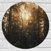 WallClassics - Muursticker Cercle - Crépuscule dans la forêt - 40x40 cm Photo sur Muursticker