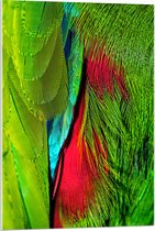 WallClassics - Acrylglas - Groen met Rode Veren van een Vogel - 60x90 cm Foto op Acrylglas (Wanddecoratie op Acrylaat)