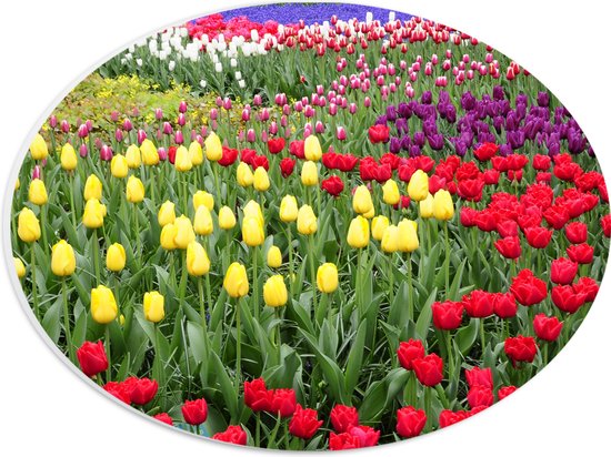 WallClassics - PVC Schuimplaat Ovaal - Gekleurde Tulpen Velden - 28x21 cm Foto op Ovaal  (Met Ophangsysteem)
