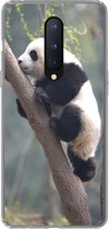 Geschikt voor OnePlus 8 hoesje - Panda - Dier - Boom - Siliconen Telefoonhoesje