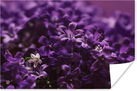 Poster Petite fleur violette 180x120 cm - Tirage photo sur Poster  (décoration murale... | bol.com