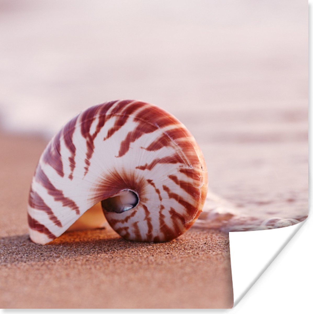 Poster Schelp - Strand - Zee - Zand - 50x50 cm