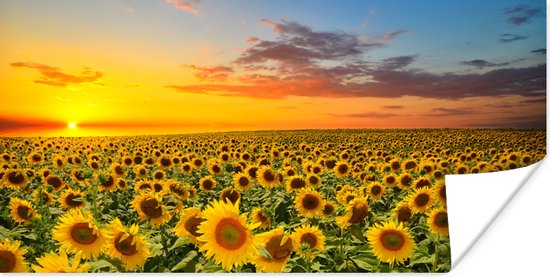 Poster Bloemen - Zonnebloem - Zonsondergang - Nacht - Oranje