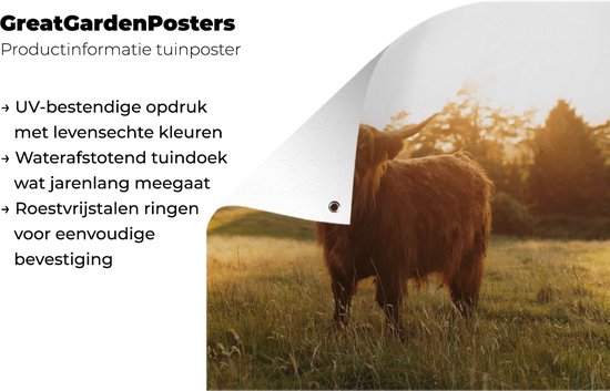 Tuinposter 200x200 cm - Tuindecoratie Schotse hooglander - Gras - Zon - Poster voor in de tuin - Buiten decoratie - Schutting tuinschilderij - Tuindoek muurdecoratie - Wanddecoratie balkondoek