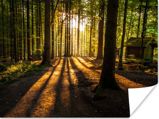 Poster Zon - Bomen - Bos - Landschap - Natuur - 40x30 cm