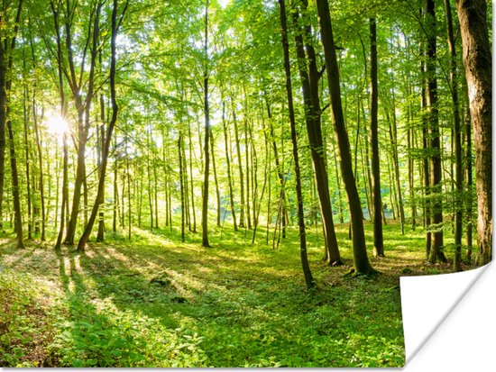 Een poster van een bos met groene bomen en zonlicht.