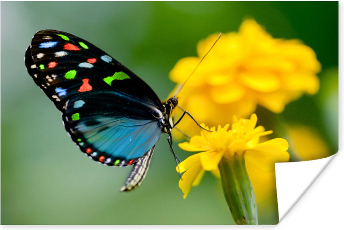 Poster Vlinder - Bloem - Dier - Insect - 90x60 cm