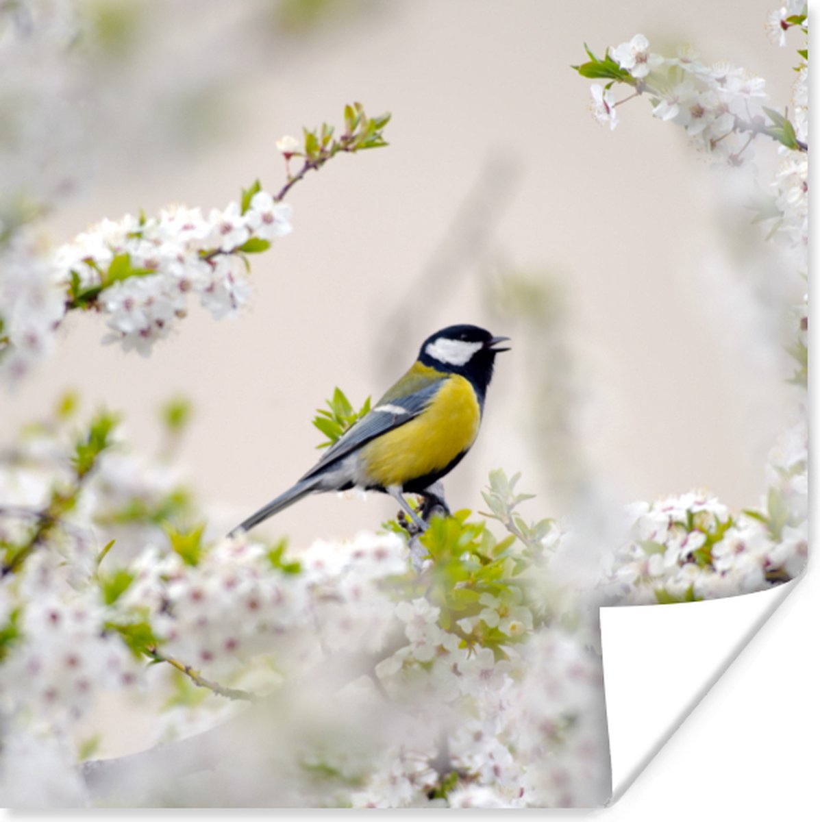 Poster Vogel - Koolmees - Bloemen - Bloesemboom - 30x30 cm