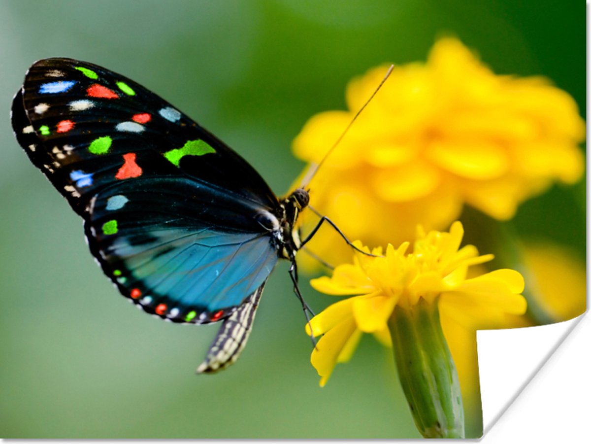 Poster Vlinder - Bloem - Dier - Insect - 80x60 cm