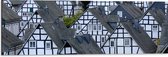 WallClassics - Dibond - Toppen van Kleine Huisjes in het Bruin-Wit - 90x30 cm Foto op Aluminium (Wanddecoratie van metaal)