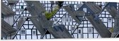 WallClassics - Dibond - Toppen van Kleine Huisjes in het Bruin-Wit - 150x50 cm Foto op Aluminium (Wanddecoratie van metaal)