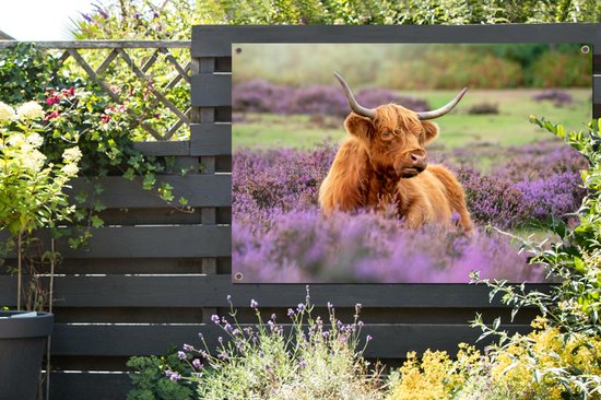 Un montagnard écossais se trouve parmi les fleurs violettes.Affiche de jardin 120x80 cm - Toile de jardin / Toile d'extérieur / Peintures d'extérieur (décoration de jardin)