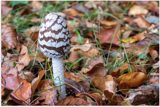 WallClassics - Poster (Matte) - Champignon Pic entre les Feuilles - 75x50 cm Photo sur Papier Poster avec un aspect Mat