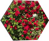 WallClassics - Dibond Hexagon - Rode Rozenstruik - 40x34.8 cm Foto op Hexagon (Met Ophangsysteem)