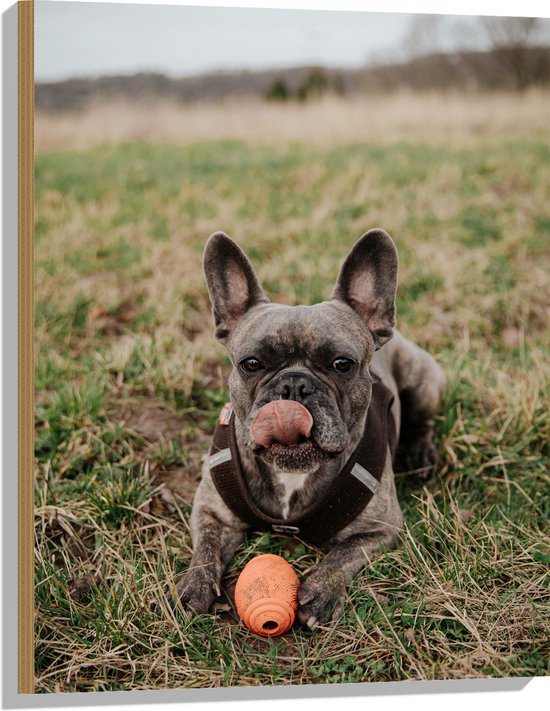 WallClassics - Hout - Spelende Hond in het Gras - 60x80 cm - 12 mm dik - Foto op Hout (Met Ophangsysteem)