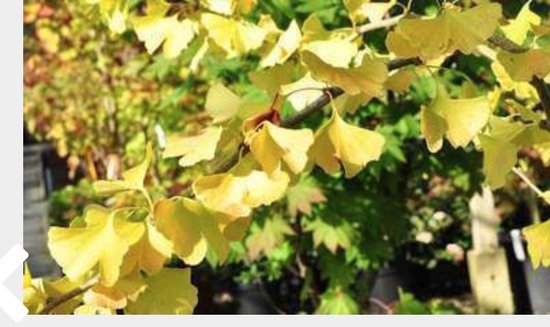 Ginkgo biloba – Japanse Notenboom 50–60 cm in pot – Levend fossiel met