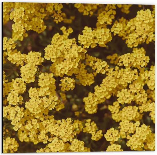 WallClassics - Dibond - Gele Bloemen - 50x50 cm Foto op Aluminium (Wanddecoratie van metaal)